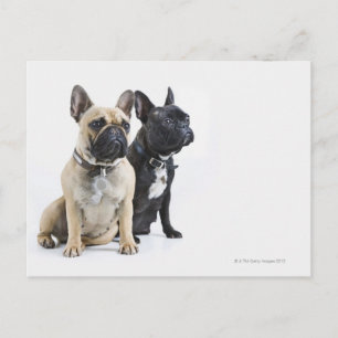 Dogopleiding en gehoorzaamheid briefkaart