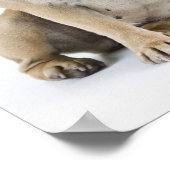 Dogopleiding en gehoorzaamheid poster (Hoek)