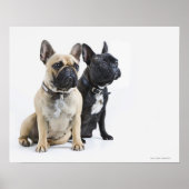 Dogopleiding en gehoorzaamheid poster (Voorkant)