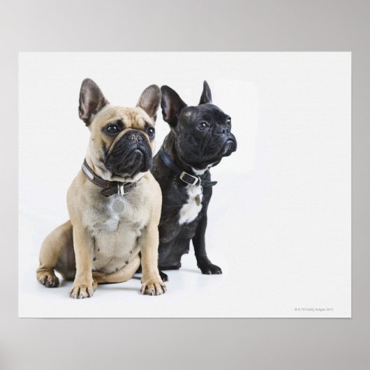 Dogopleiding en gehoorzaamheid poster (Voorkant)