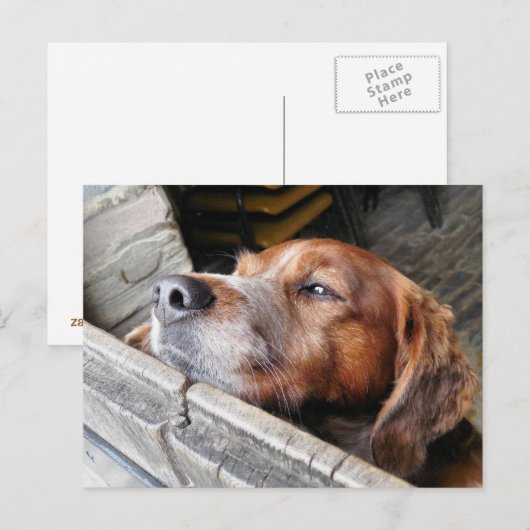 DOGS BRIEFKAART (Voorkant / Achterkant)