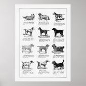Dogs Briet 2 Poster (Voorkant)
