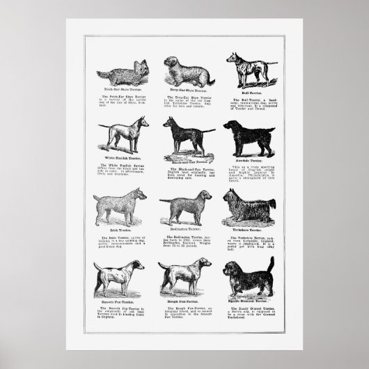 Dogs Briet 2 Poster (Voorkant)