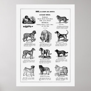 Dogs Briet Poster
