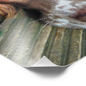 DOGS FOTO AFDRUK (Hoek)