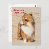 Dogs Love Cape Cod Briefkaart (Voorkant / Achterkant)