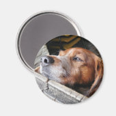 DOGS MAGNEET (Voorkant / Achterkant)