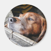 DOGS MAGNEET (Voorkant)