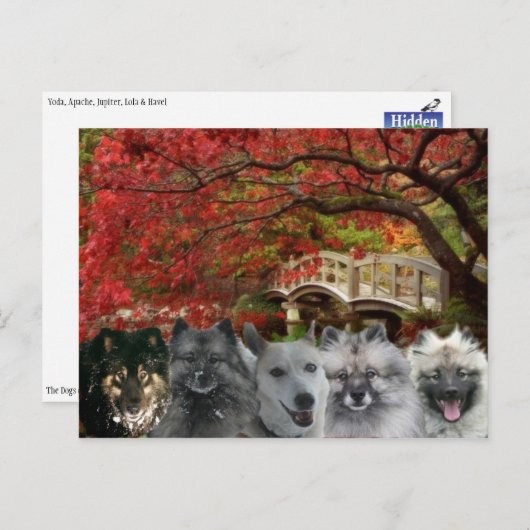 Dogs of the Inn Postcard Briefkaart (Voorkant / Achterkant)