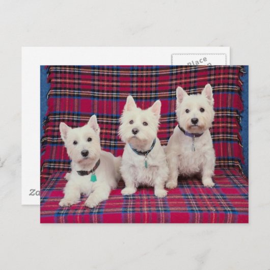 Dogs Posing Briefkaart (Voorkant / Achterkant)