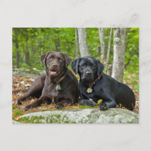 Dogs Puppies Black Lab Chocolate Labrador Retrive Briefkaart