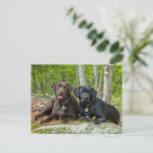 Dogs Puppies Black Lab Chocolate Labrador Retrive Briefkaart (Staand voorkant)