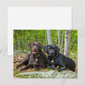 Dogs Puppies Black Lab Chocolate Labrador Retrive Briefkaart (Voorkant / Achterkant)