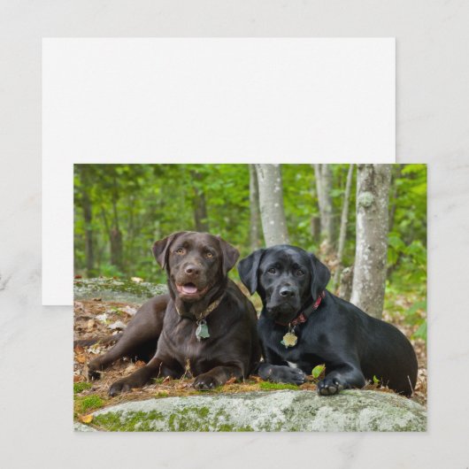 Dogs Puppies Black Lab Chocolate Labrador Retrive Briefkaart (Voorkant / Achterkant)