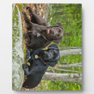 Dogs Puppies Black Lab Chocolate Labrador Retrive Fotoplaat