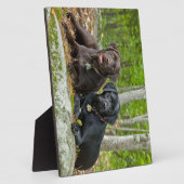 Dogs Puppies Black Lab Chocolate Labrador Retrive Fotoplaat (Zijkant)