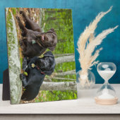 Dogs Puppies Black Lab Chocolate Labrador Retrive Fotoplaat (Zijkant)