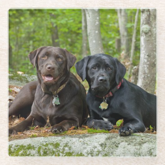 Dogs Puppies Black Lab Chocolate Labrador Retrive Glazen Onderzetter (Voorkant)