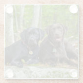 Dogs Puppies Black Lab Chocolate Labrador Retrive Glazen Onderzetter (Achterkant)