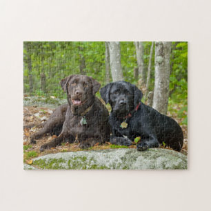 Dogs Puppies Black Lab Chocolate Labrador Retrive Legpuzzel