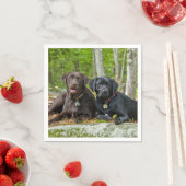 Dogs Puppies Black Lab Chocolate Labrador Retrive Servetten (Insitu)