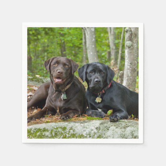 Dogs Puppies Black Lab Chocolate Labrador Retrive Servetten (Voorkant)
