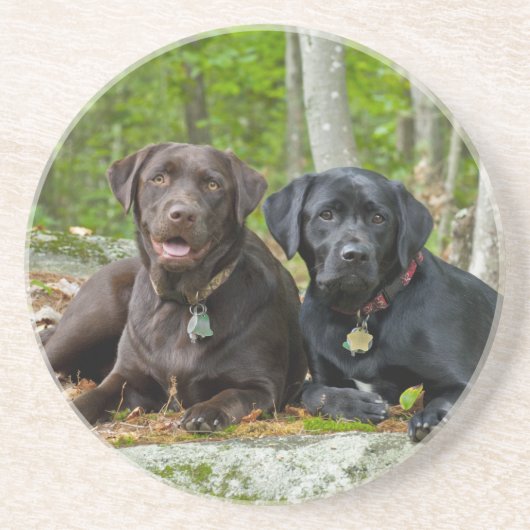 Dogs Puppies Black Lab Chocolate Labrador Retrive Zandsteen Onderzetter (Voorkant)