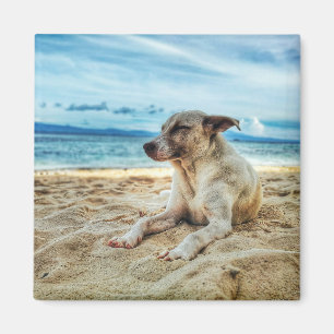 Dog's Relaxing Day in the Beach, Ocean Sand & Sun Magneet