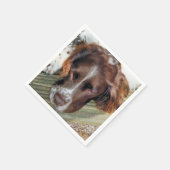 DOGS SERVETTEN (Hoek)