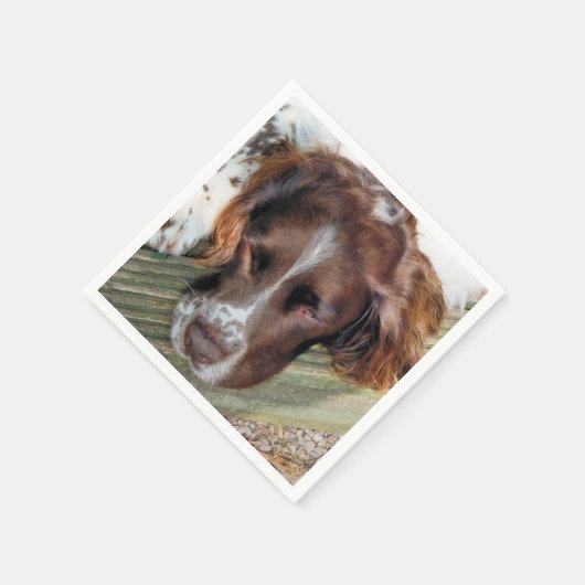 DOGS SERVETTEN (Hoek)