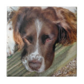 DOGS TEGELTJE (Voorkant)