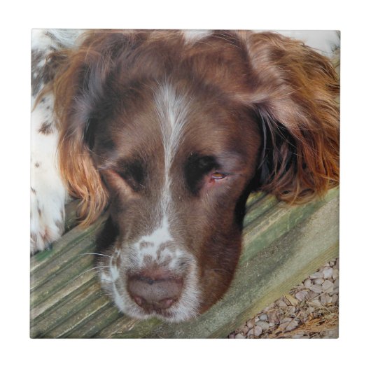 DOGS TEGELTJE (Voorkant)