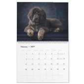 Dogtopia - Hondenkalender Kalender (Feb 2027)