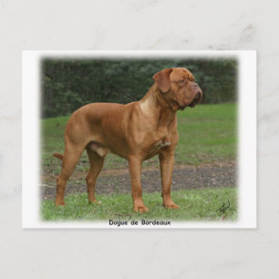 Dogue de Bordeaux 9Y201D-159 Briefkaart