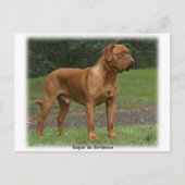 Dogue de Bordeaux 9Y201D-159 Briefkaart (Voorkant)