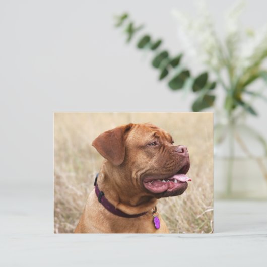 dogue de bordeaux briefkaart (Staand voorkant)