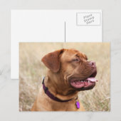 dogue de bordeaux briefkaart (Voorkant / Achterkant)