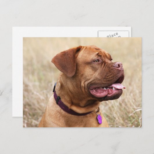 dogue de bordeaux briefkaart (Voorkant / Achterkant)