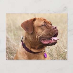 dogue de bordeaux briefkaart