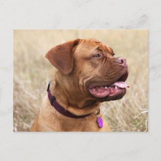 dogue de bordeaux briefkaart