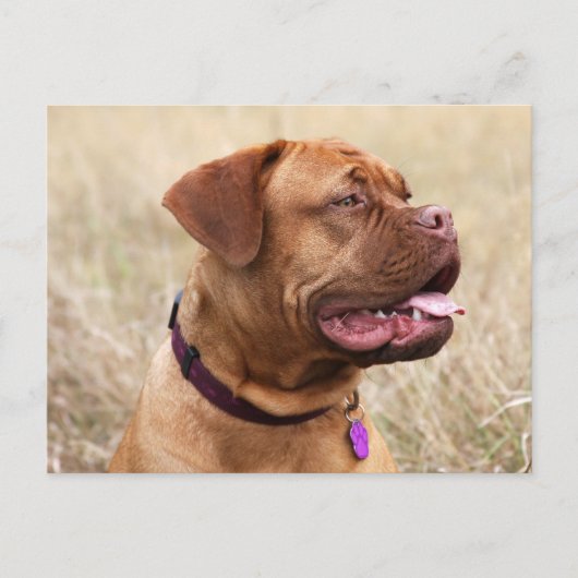 dogue de bordeaux briefkaart (Voorkant)