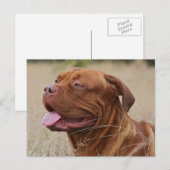 Dogue de Bordeaux Briefkaart (Voorkant / Achterkant)