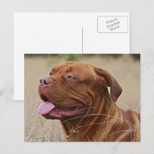 Dogue de Bordeaux Briefkaart (Voorkant / Achterkant)