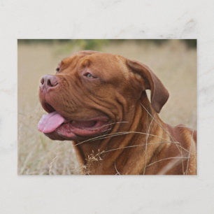Dogue de Bordeaux Briefkaart