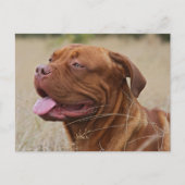 Dogue de Bordeaux Briefkaart (Voorkant)