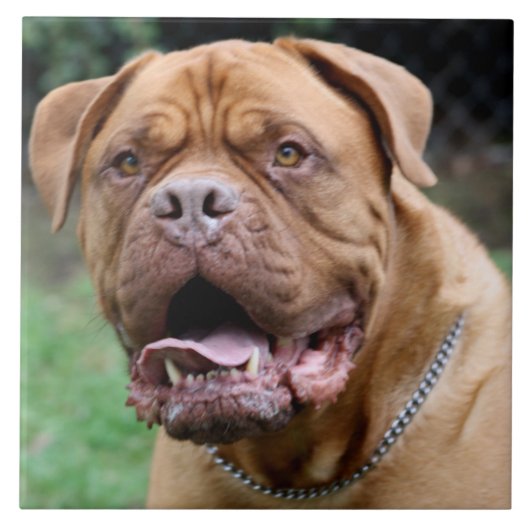 Dogue de bordeaux Ceramic Tile Tegeltje (Voorkant)