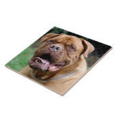 Dogue de bordeaux Ceramic Tile Tegeltje (Zijkant)