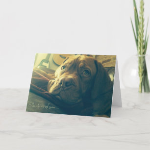 Dogue de Bordeaux Denkt aan jou Kaart