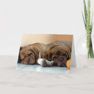 Dogue De Bordeaux Dog Blank Wenskaart Kaart