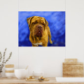 Dogue de Bordeaux Fine Art Prints (Keuken)
